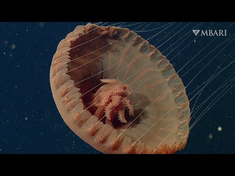 Deep relaxation: The relaxing rhythm of jellies will help you unwind