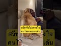 สวีทขั้นสุด #dog #smilesmile #shortvideo #pets #youtubeshorts #animals #cutedog #viral