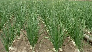 The Importance Of The Onion Cultivation