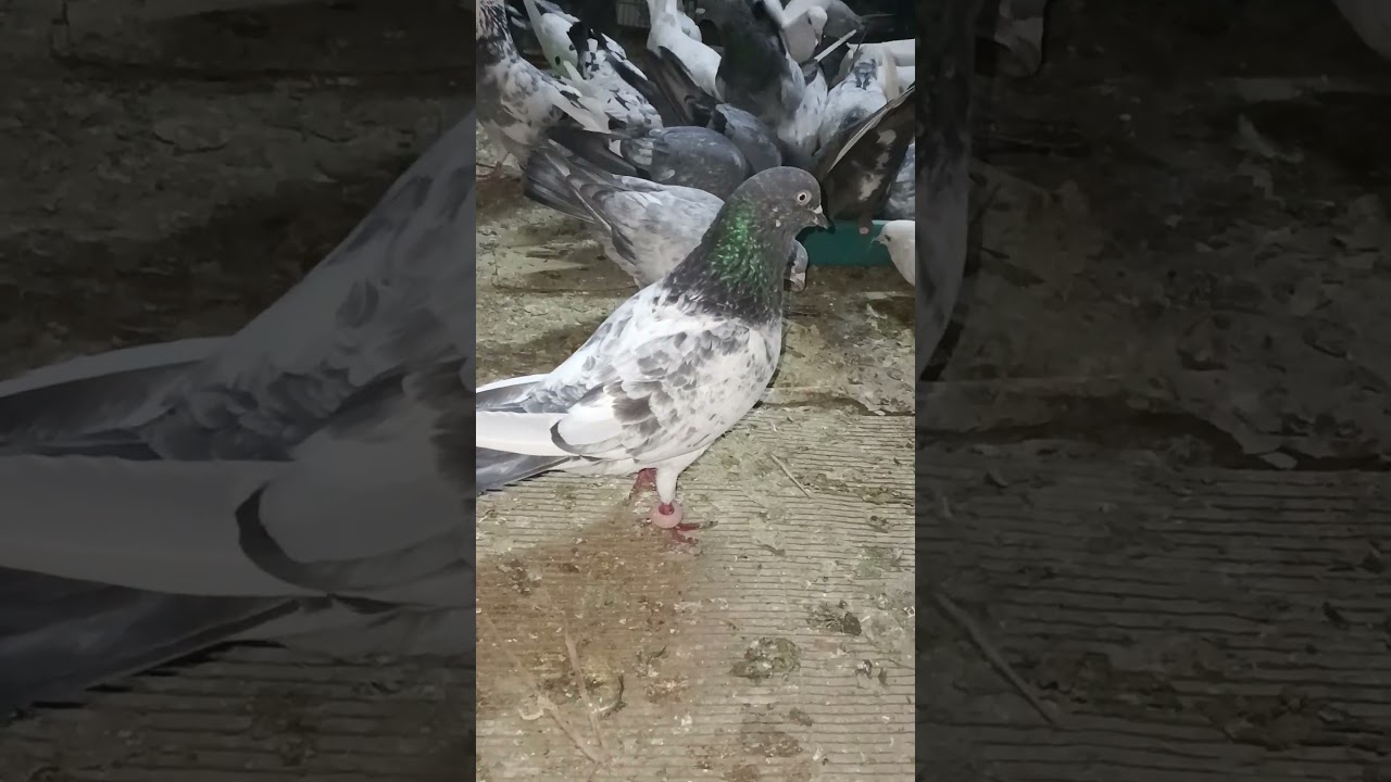 very beautiful Rampuri kabutar