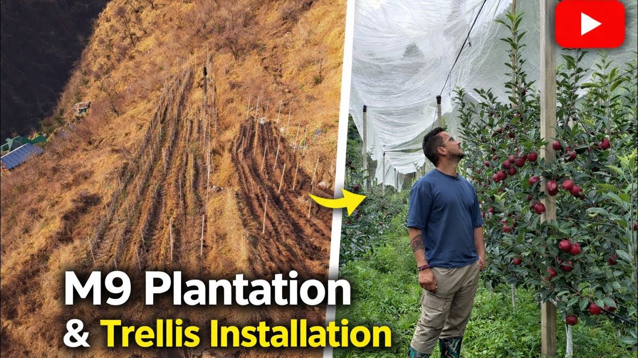 M9 Plantation and Trellis Installation 