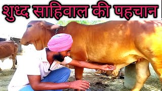 शुध्द साहिवाल की पहचान कैसे करें।How to identify sahiwal cow। sahiwal ko kaise pehchane।