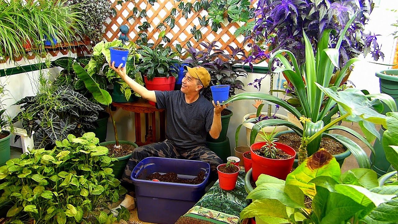 BEST way to start veggies INDOORS - YouTube