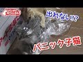 袋に入って出られなくなった子猫がかわいい。