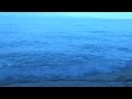 そよ風 / ブルーローズ