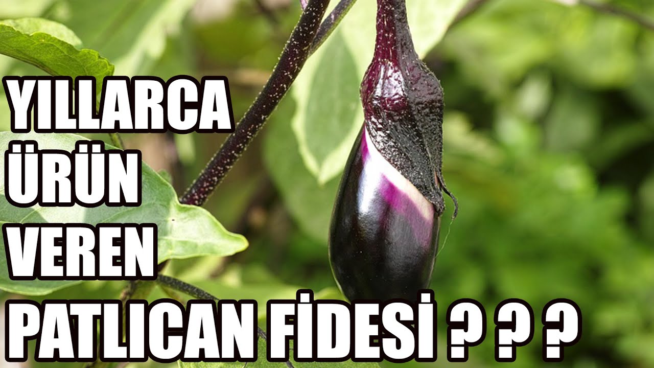 Yıllarca Ürün Veren Patlıcan Fidesi !