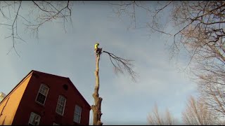 Tree Work Compilation Early Winter 2015