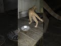 feeding strays please donate #cats #homeless #need #food #shelter #help