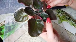 видео: Как спасти фиалку? Проблемы с корневой системой у фиалок. картинка: Как спасти фиалку? Проблемы с корневой системой у фиалок.