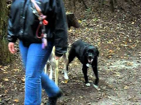 Video: Saluki-honde Ras Allergene, Gesondheid En Lewensduur
