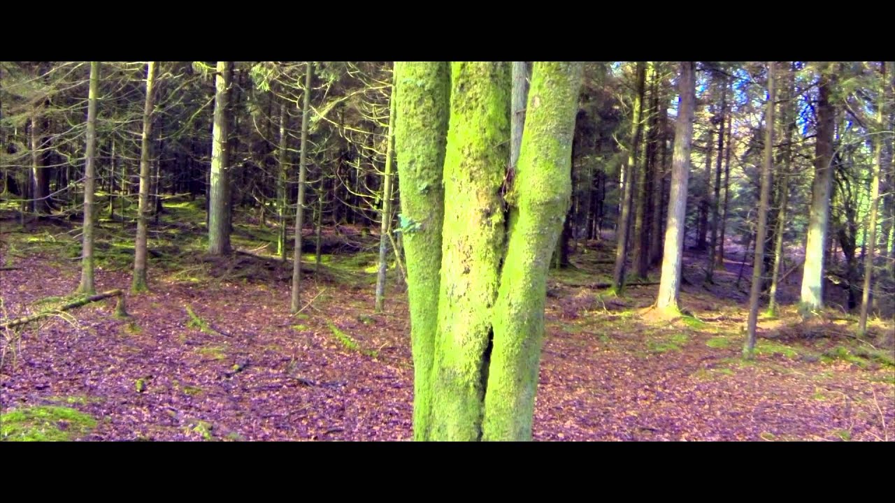 Homage to Henry David Thoreau & meditation on woodland