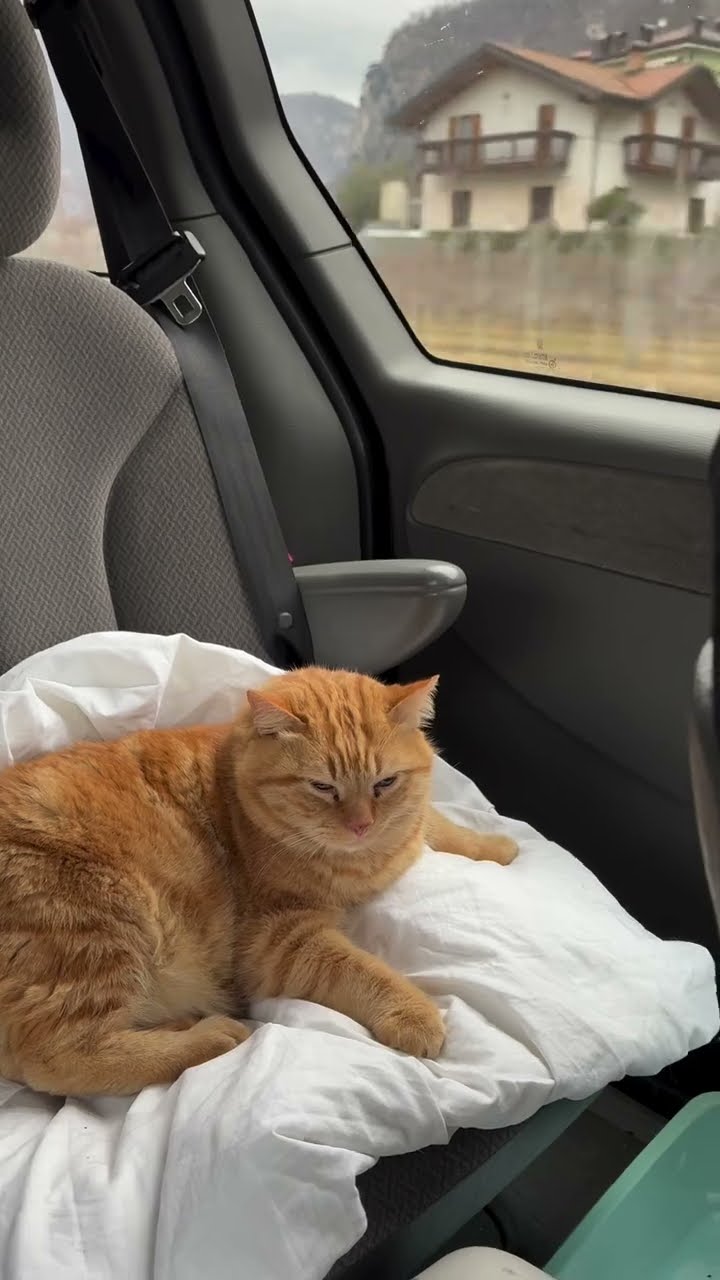Top des vidéos très mignon