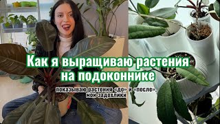 🌿ОБЗОР МОИХ КОМНАТНЫХ РАСТЕНИЙ/ С КАКИМИ ИЗ РАСТЕНИЙ ВСЁ ПЛОХО