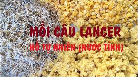 Hướng dẫn làm mồi câu Lăng Xê tại hồ tự nhiên | Hiệu quả với cá Trắm, Chép, Trôi ở hồ nước tĩnh