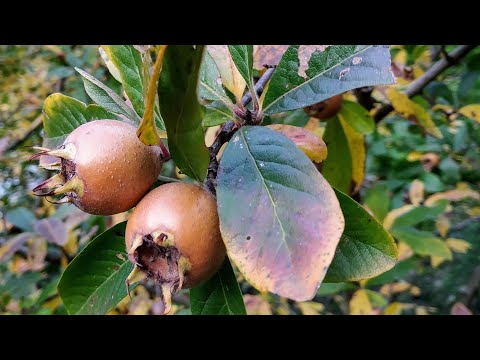 Mespilus germanica - how to choose and eat German Medlars