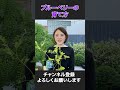ブルーベリーの育て方を紹介♪#shorts