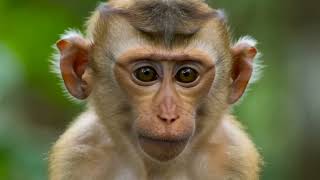 Project #7 Liar Bukan Peliharaan   Memahami Macaca fascicularis