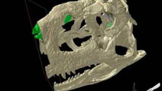WitmerLab: Majungasaurus - Slice, Dice.... Thrice!