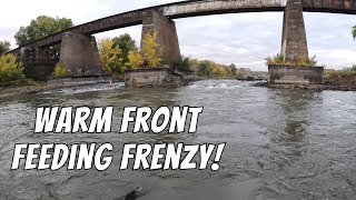 Unusual Warm Weather Caused These Fish To Stack Up In The Spillway!