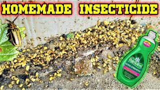 Homemade Insecticide to spray trees, bushes, shrubs etc. get rid of Elm Leaf Beetles, Larva and more