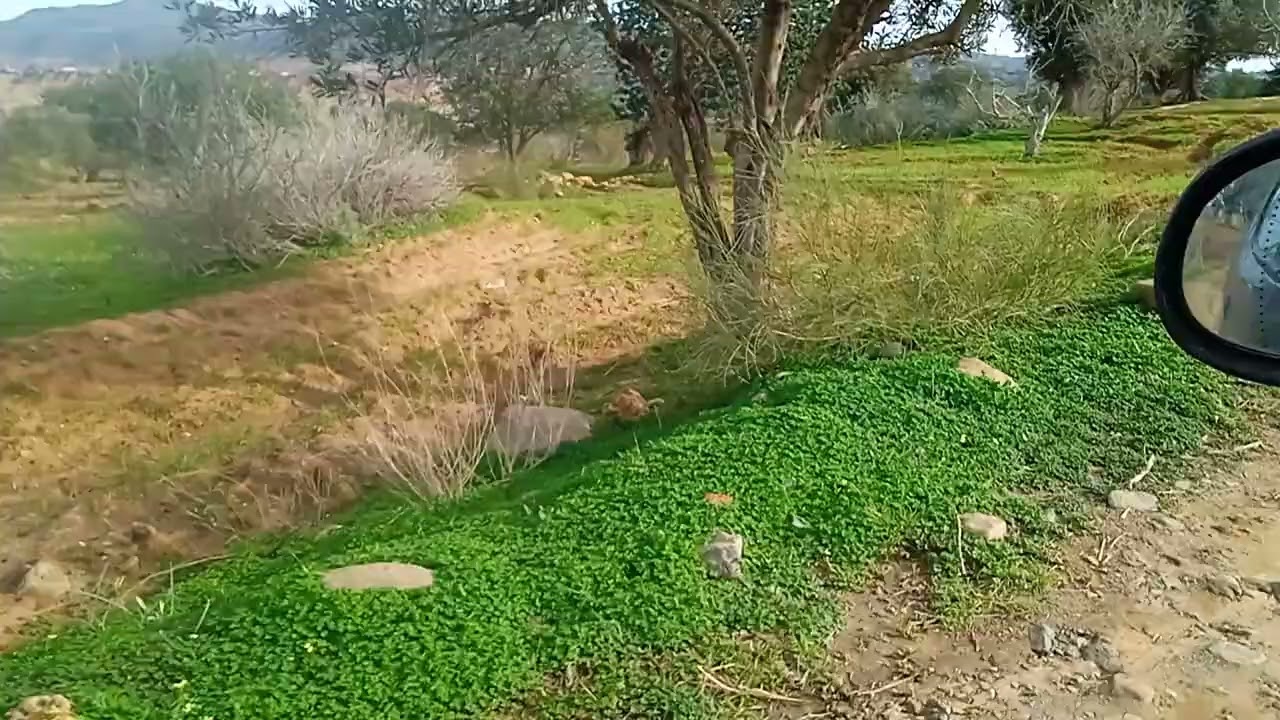 #الريف_العشعاشي