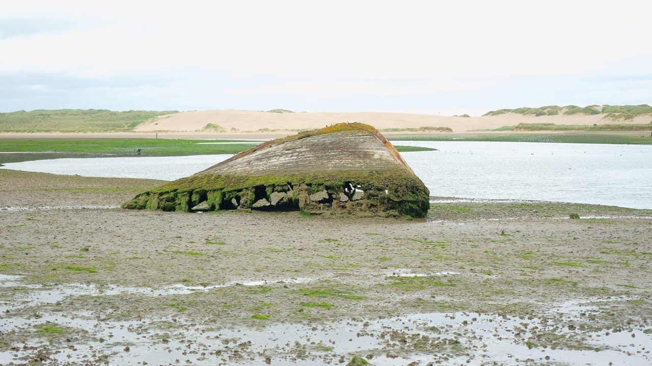 Newburgh Seals Beach, Scotland YouTube