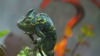 Camouflaged Animals Quiet Relaxing Music- Calm Classroom Acoustic Guitar Music