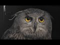 How Does An Owl's Hearing Work? | Super Powered Owls | BBC