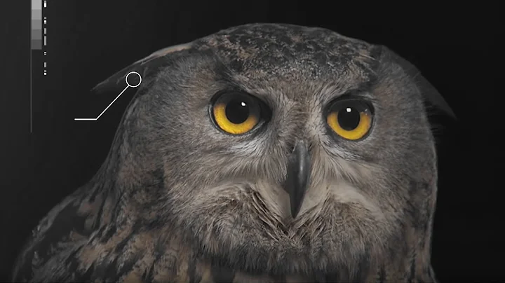 How Does an Owl's Hearing Work? | Super Powered Owls | BBC Earth - DayDayNews