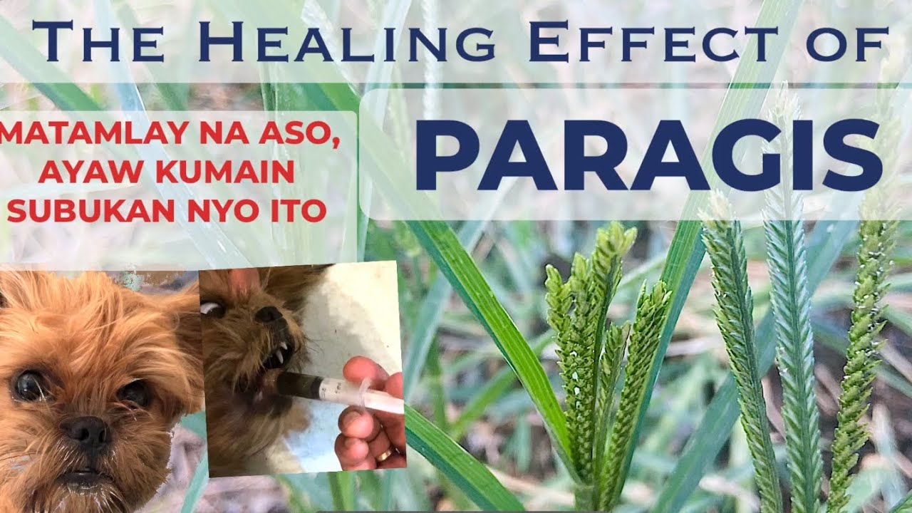 Gamot Sa Pusang Nanghihina Gamot Sa Pusang Nanghihina