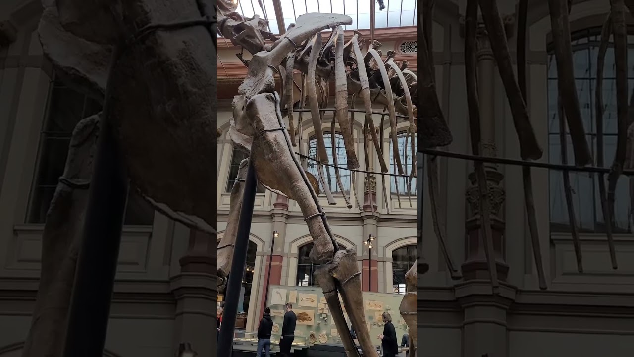 Naturkundemuseum Berlin Das größte aufgestellte Dinosaurierskelett der Welt.