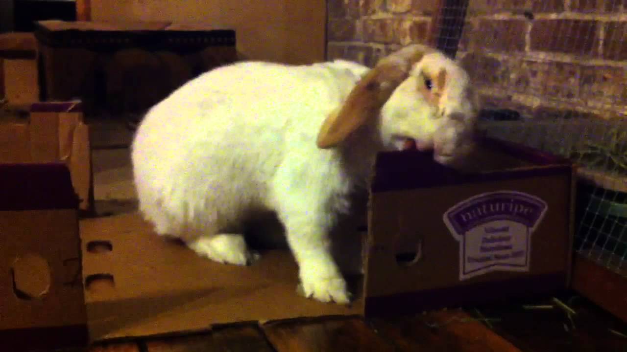 Rabbit Going Crazy YouTube