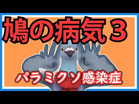 馬のピジョン・フィーバーとは？症状・原因・治療法を獣医師が解説