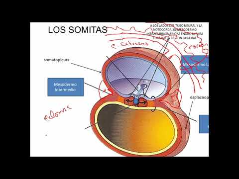 Video: ¿Cuándo desaparecen los somitas?