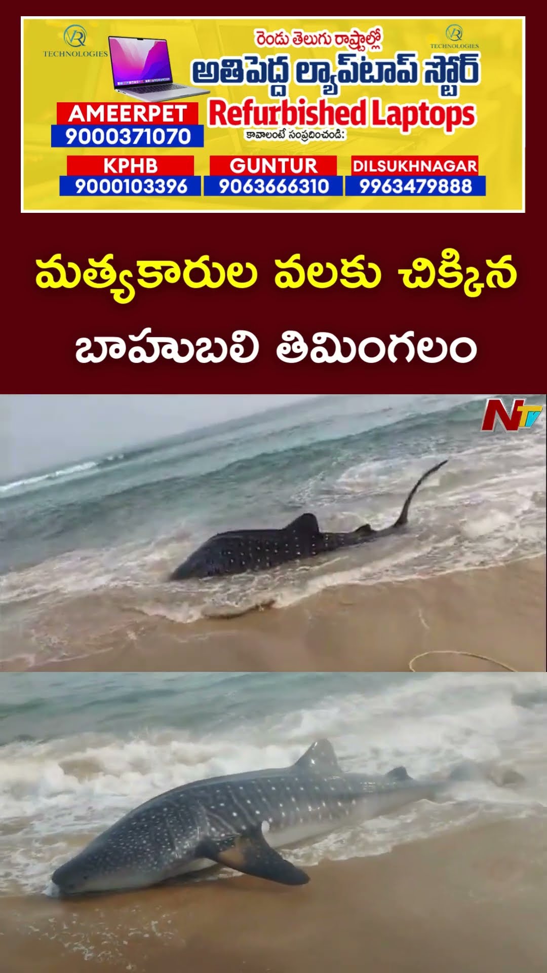 Anakapalle : వేటకు వెళ్లిన మత్యకారుల వలకు చిక్కిన బాహుబలి తిమింగలం l NTV