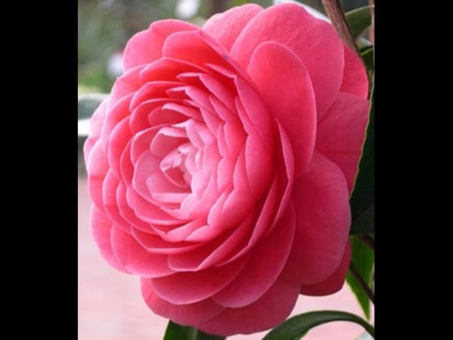 鄧 麗 君 - 山 茶 花 - Camellia Flower - Lyrics, & Translation class=