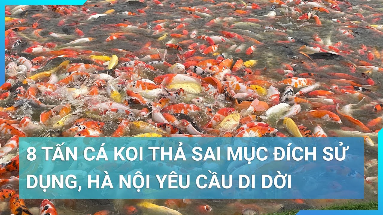 Thả 8 tấn cá Koi xuống hồ Đầm Đông, Hà Nội yêu cầu di dời | Cuộc sống 24h