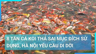 Thả 8 tấn cá Koi xuống hồ Đầm Đông, Hà Nội yêu cầu di dời | Cuộc sống 24h