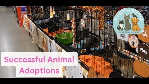 A Great way to Increase Animal Adoption Rates