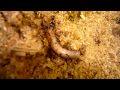 P. diversus workers bringing a meal worm to their nest