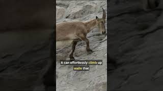This Goat Defies Gravity And Climb Walls #shorts #ibex #ibexgoat #goatclimb #animal #animals