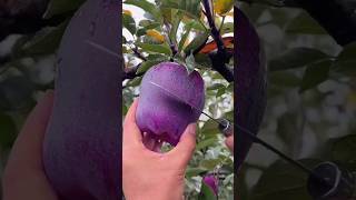 दुनिया में पाये जाने वाले सबसे अनोखे फल |Strange 🍍🍎🍓🍇 Fruits| #Shorts #Youtubeshorts #Shortsvideo