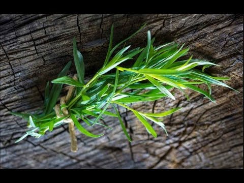 Полезные свойства тархун - травы и противопоказания