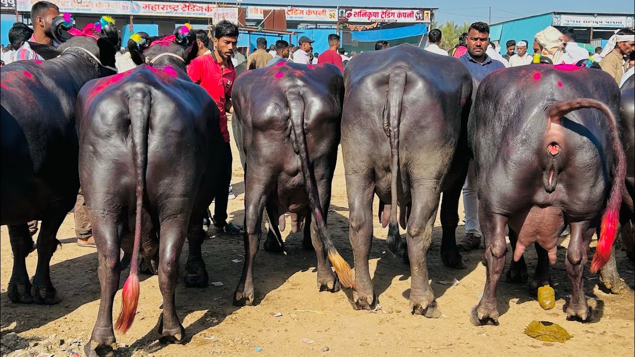 Nashik| शाळेतून घरी जाण्यासाठी बस नसल्याने विद्यार्थ्यांचा स्टॅण्डवरच गोंधळ #nashiknews