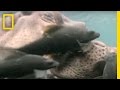 Hippo Spa | National Geographic