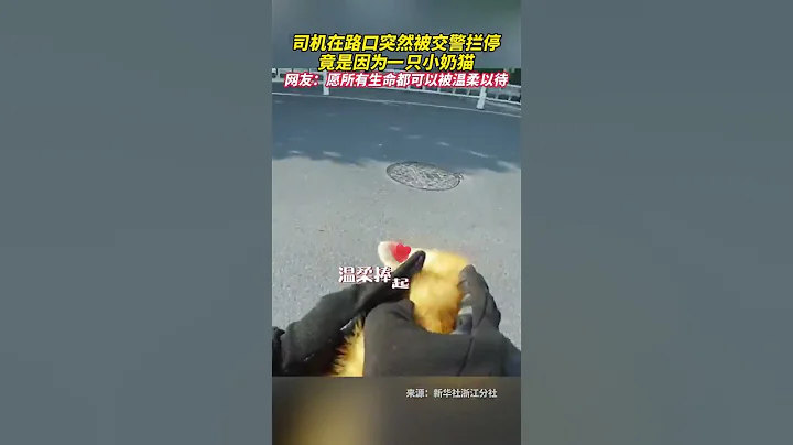 司機在路口突然被交警攔停竟是因為一隻小奶貓，網友：願所有生命都可以被溫柔以待❤️ #暖心一幕 #正能量 - 天天要聞