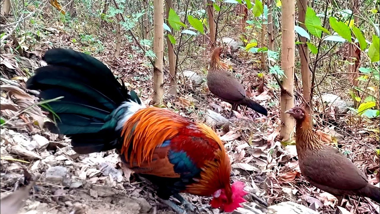 Bẫy gà mái rừng bằng mồi mới lần đầu gặp và cái kết | Hoàng Thắng 