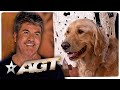 Top Dogs! Adorable Dog Auditions from America's Got Talent!