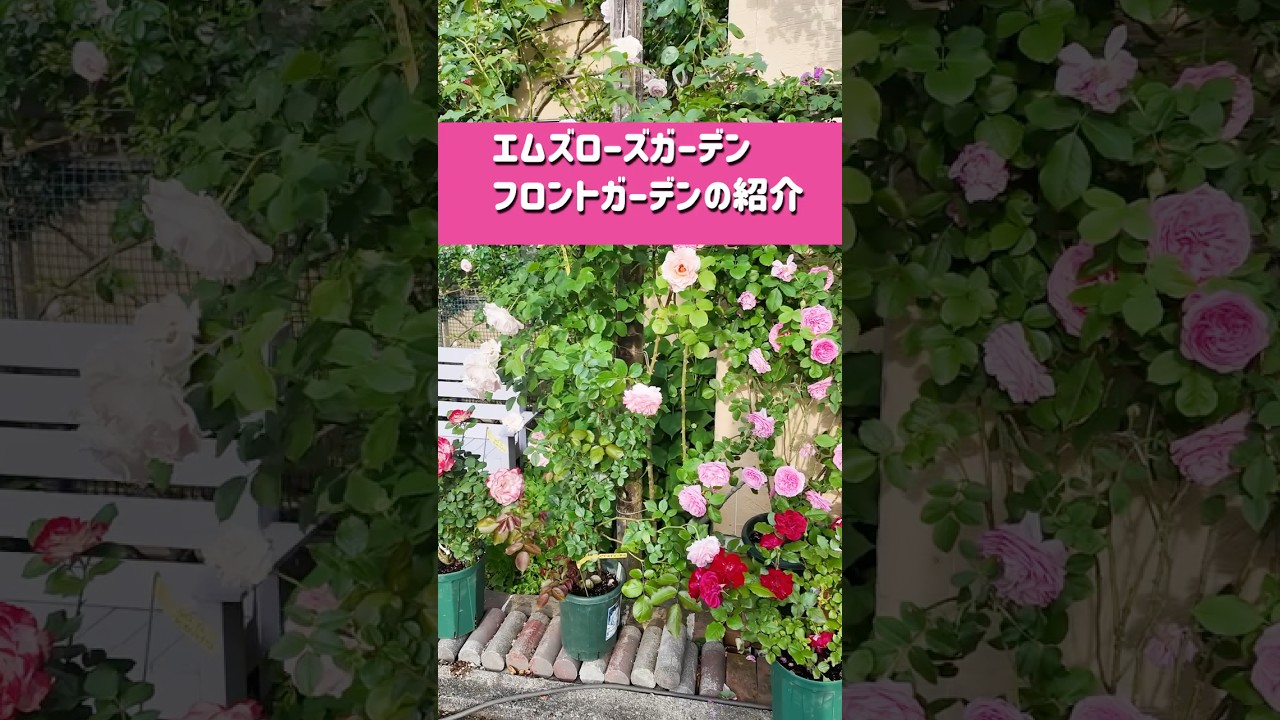 Introducing M's Rose Garden's front garden! Everything has bloomed