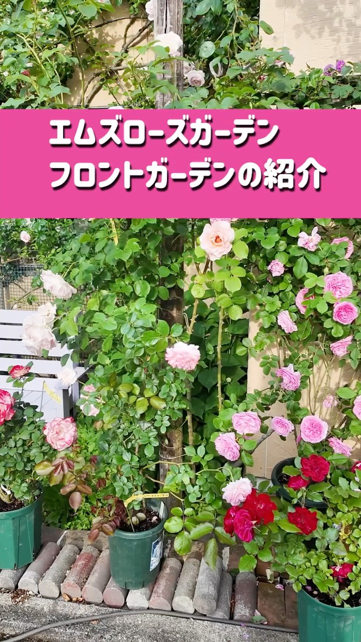 Introducing M's Rose Garden's front garden! Everything has bloomed